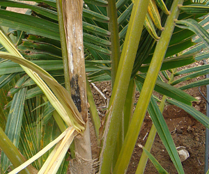 Description: http://agritech.tnau.ac.in/expert_system/coconut/coconut/images/diseases/butrod001.jpg